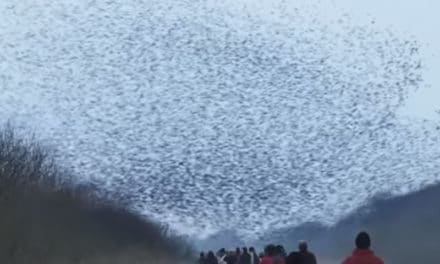 The Magnificent Starling Murmurations – Dylan Winter