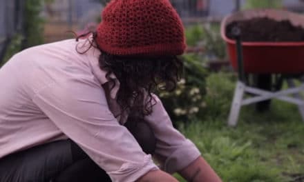 1/2-Acre Urban Property Transformed into Organic Veggie Gardens – Urban Abundance