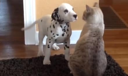 Cat Meets Puppies for First Time