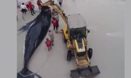 a community saved a whale stuck on shore – truly INCREDIBLE!