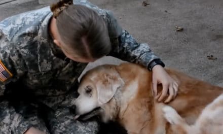 Dogs Meet Their Owner After Long Time