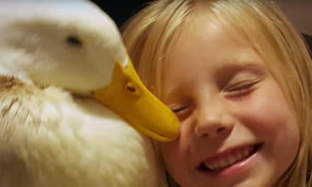Duck pals: A girl and her duck