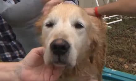 Golden Retrievers Find Love and Home After Long Journey