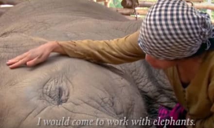 How This Business is Saving Elephant Lives – Elephant Nature Park