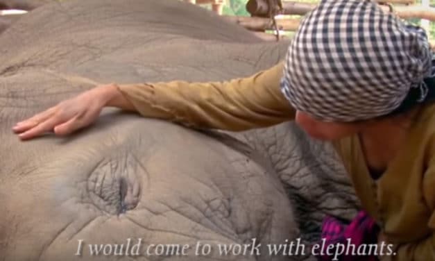 How This Business is Saving Elephant Lives – Elephant Nature Park