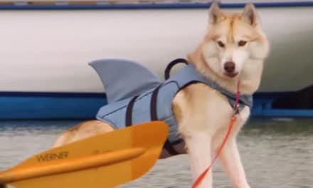 Husky Dog Adopts Stray Cat Saving Her Life | The Dodo: Comeback Kids