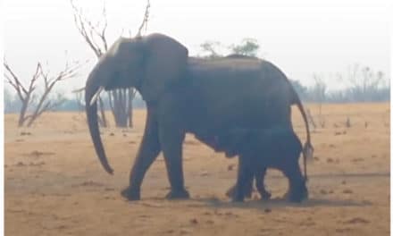 Lions Circle Trapped Baby Elephant UNTIL Another Elephant Family Shows Up