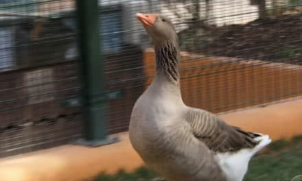 On the Road: A man changed by a goose’s love