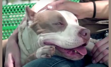 Man Donates Dozens Of Free Beds To Animal Shelter