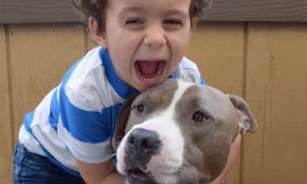 Pit Bull Dog is Boy’s Best Friend & Nanny