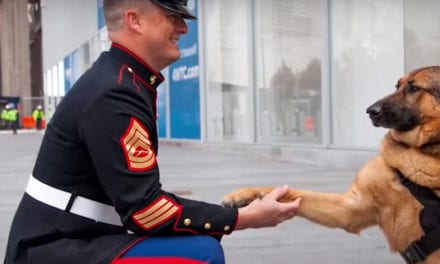 Soldiers return Home To meet their Dogs for the first time