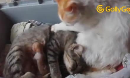Cat Father Helps The Mother To Have Her Children