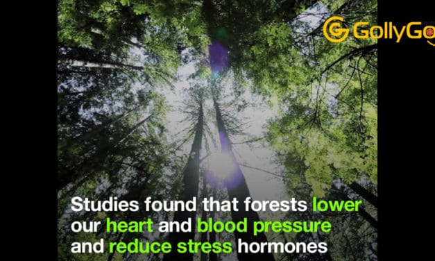 “Forest Bathing” – This Is The Power Of A Walk Among The Trees