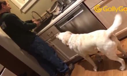 These Dogs Excited For Their Food Is Adorable