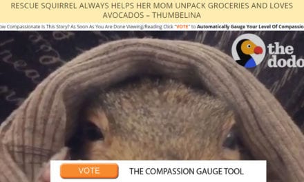 Rescue Squirrel Always Helps Her Mom Unpack Groceries and Loves Avocados – Thumbelina