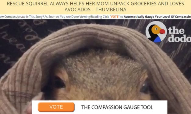 Rescue Squirrel Always Helps Her Mom Unpack Groceries and Loves Avocados – Thumbelina