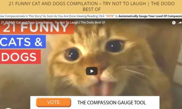 21 FUNNY Cat and Dogs Compilation – Try Not To Laugh | The Dodo Best Of