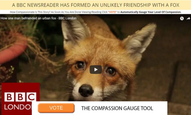A BBC Newsreader Has Formed An Unlikely Friendship With A Fox