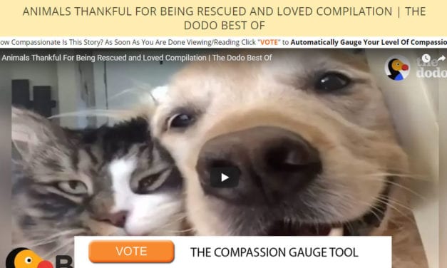 Animals Thankful For Being Rescued and Loved Compilation | The Dodo Best Of