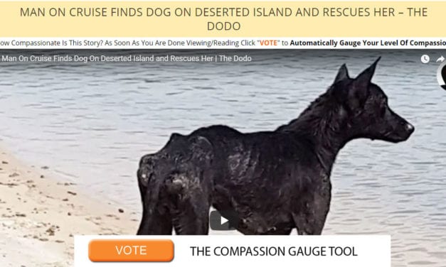 Man On Cruise Finds Dog On Deserted Island and Rescues Her – The Dodo