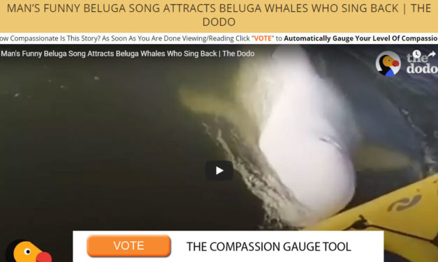 Man’s Funny Beluga Song Attracts Beluga Whales Who Sing Back | The Dodo