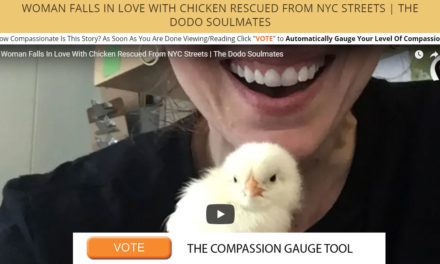 Woman Falls In Love With Chicken Rescued From NYC Streets | The Dodo Soulmates